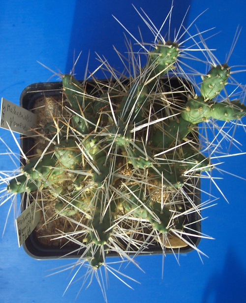 Maihueniopsis glomerata TG61_201209_1b.png