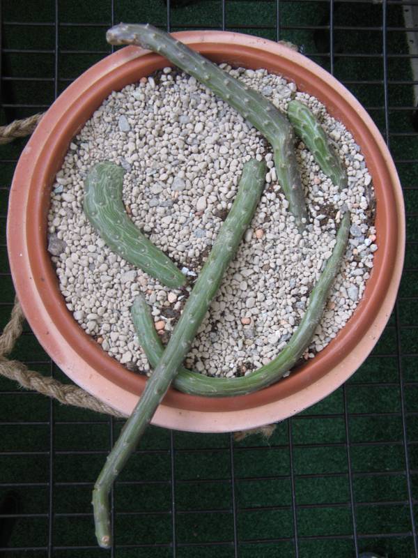 Senecio pendulus.JPG