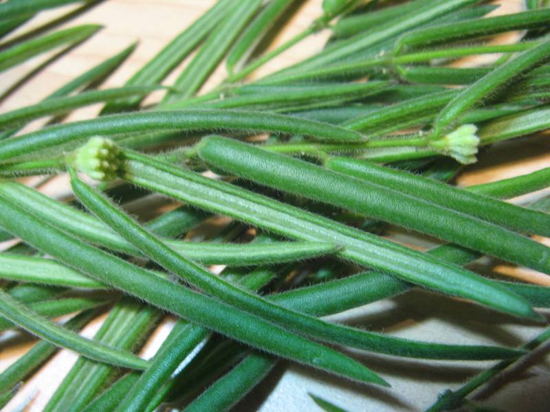 Hoya linearis - Pedunkeln.JPG