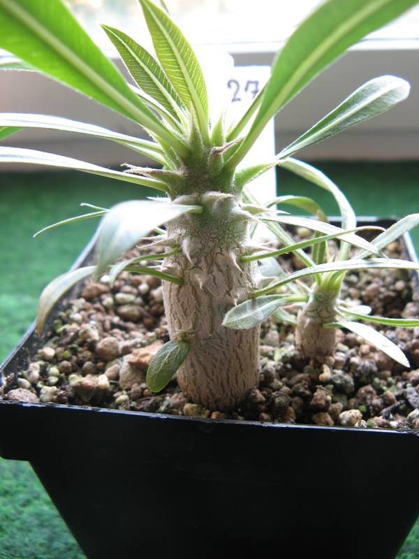 Pachypodium rosulatum - 8. Oktober 2012.JPG