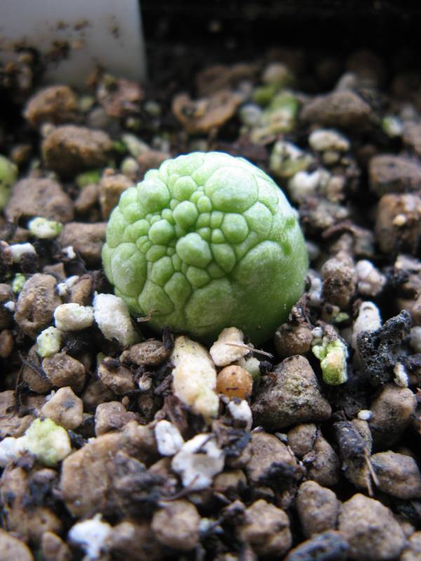 Pseudolithos migiurtinus - 8. Oktober 2012.JPG