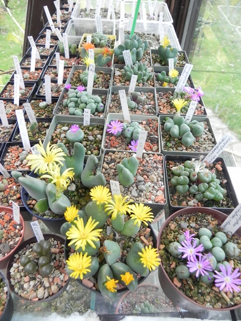 Conophytum-Fenster.JPG