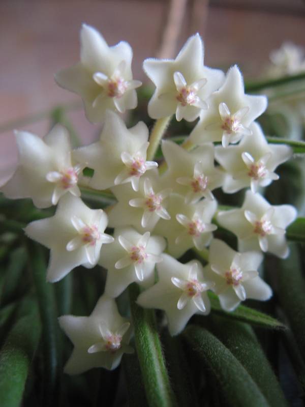 Hoya linearis - Blüte 03.JPG