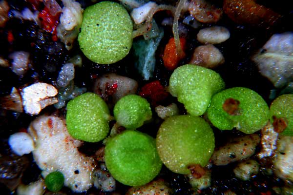 Anacampseros-alstonii-RH3332.jpg