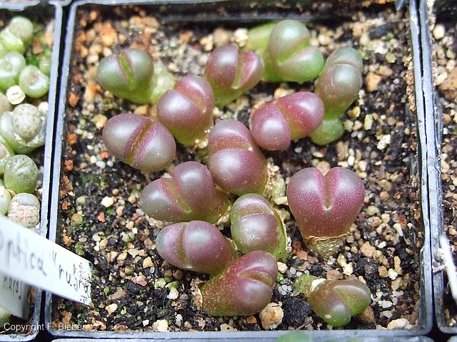 comp_L. optica 'rubra' 05-2012.jpg