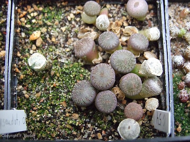 comp_Lithops aucampiae ssp. euniceae v. fluminalis C54.jpg