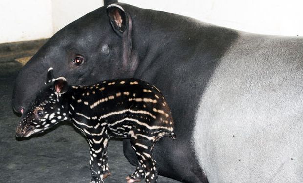 Schabrackentapir.jpg