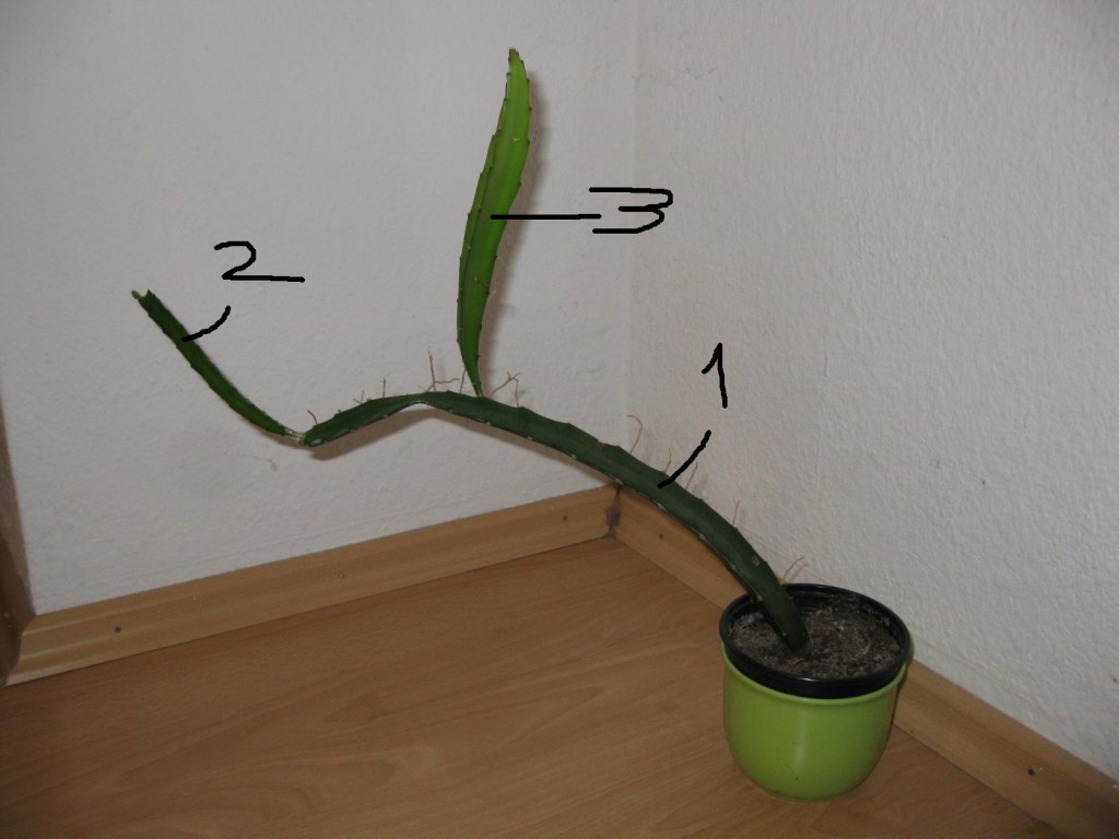 Bild des umtriebigen Kaktus