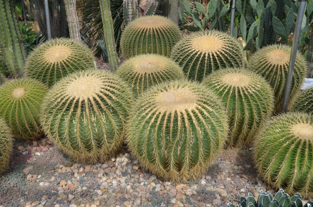 3 Echinocactus grusonii-Gruppe.jpg