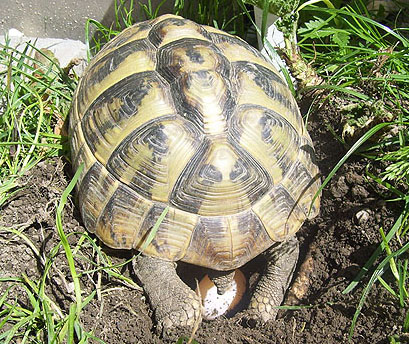 eiablage090509.jpg