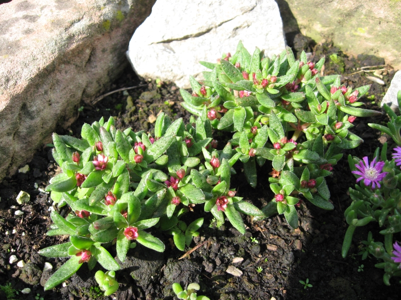 Delosperma oder was ?