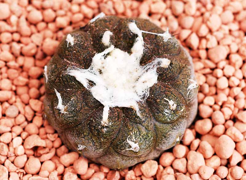 Copiapoa hypogaea