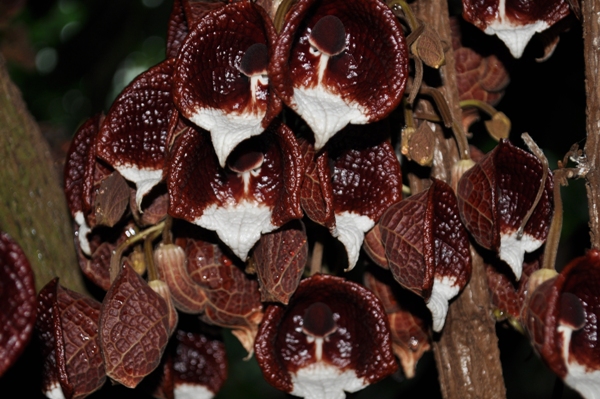 Aristolochia arborea 600x400.jpg