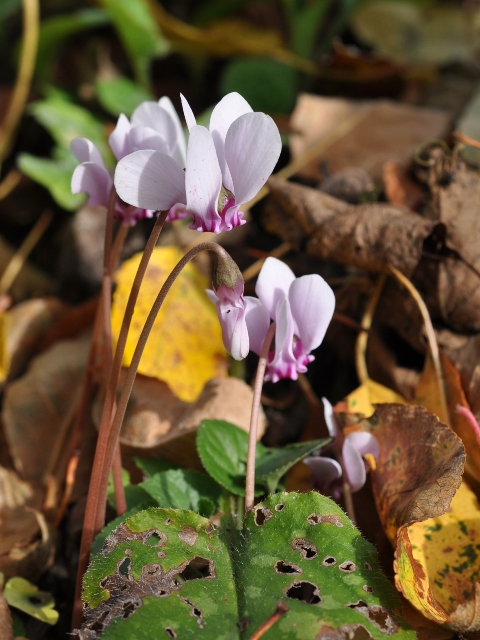 Cyclamen hederifolium verkleinert.jpg