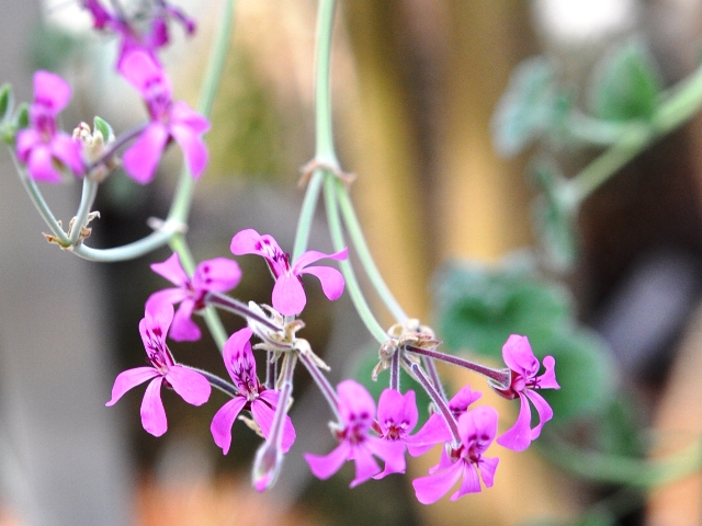 Pelargonium reniforme.jpg