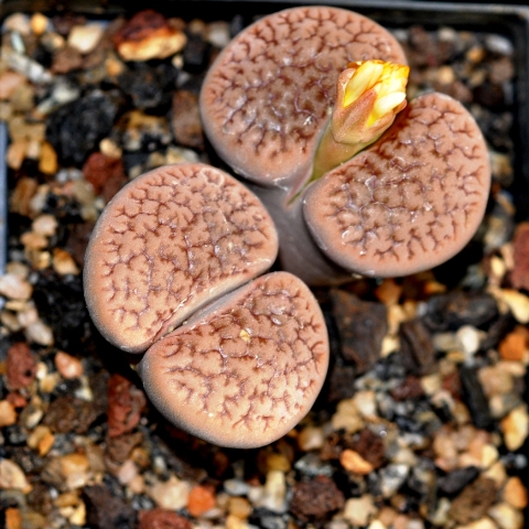 Lithops hookeri var hookeri.jpg