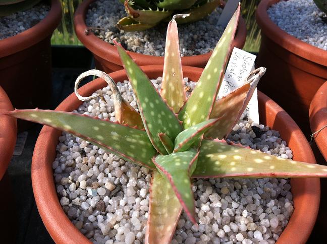 Aloe sinkatana