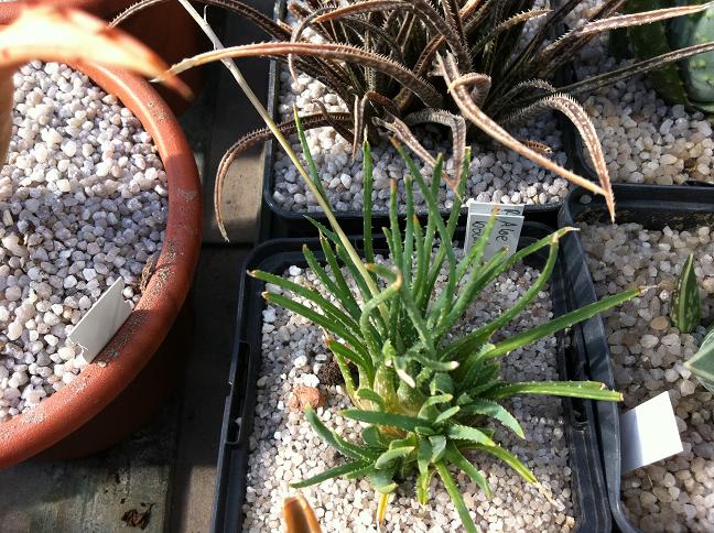 Aloe bowiae und dahinter bellatula