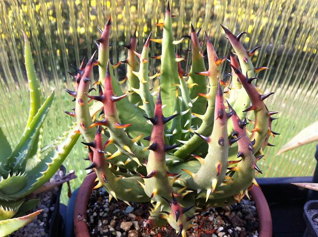 Aloe melanacantha