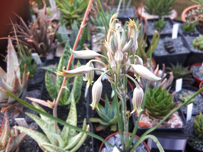 Blüte von Aloe myriacantha