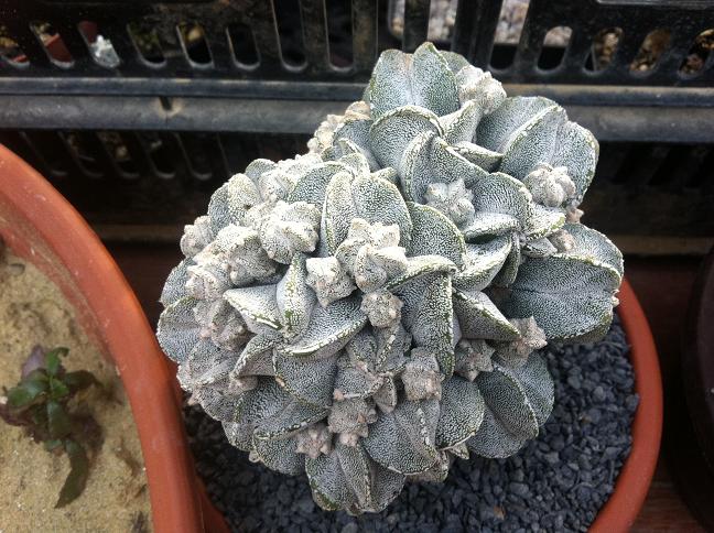 Astrophytum myriostigma eigene Kreuzung