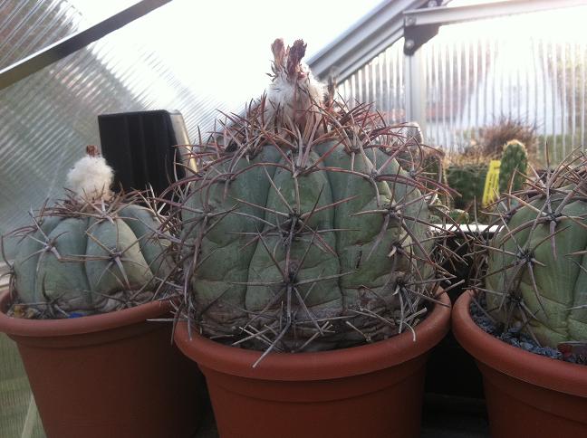 Echinocactus horizonthalonius