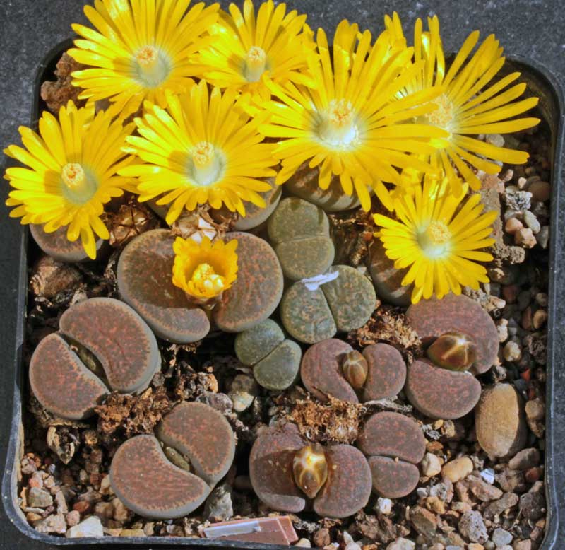 Lithops_terricolor_peersii_.jpg