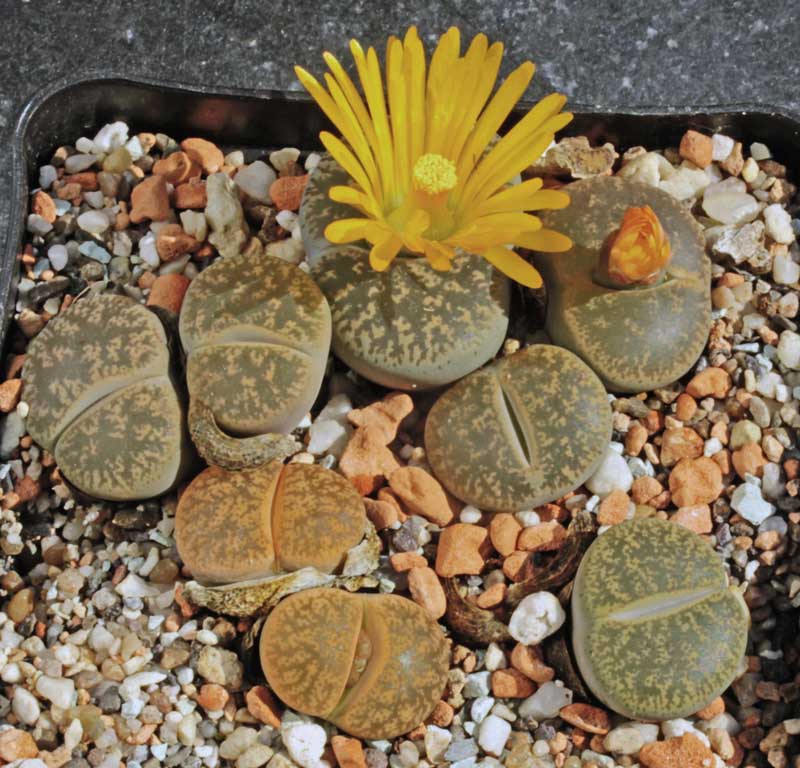 Lithops-lesliei_ssp_lesliei.jpg