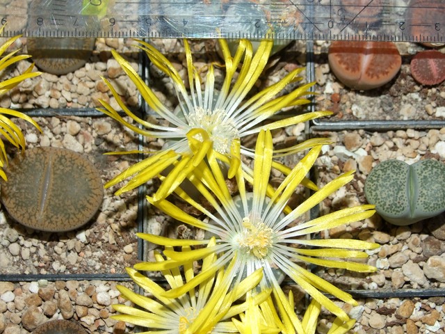 comp_L. olivacea.jpg