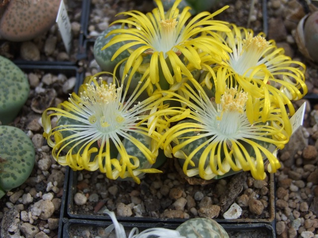 comp_L. helmutii.jpg