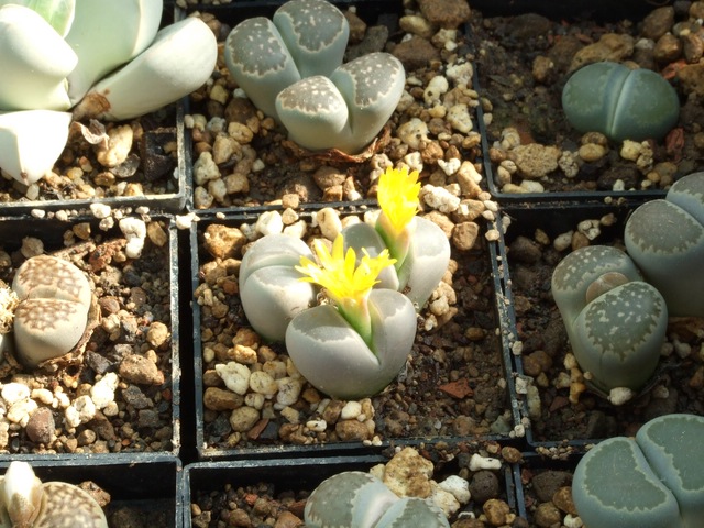 comp_L. olivacea (6).jpg