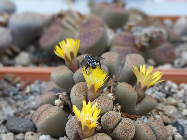 comp_L. terricolor (4).jpg
