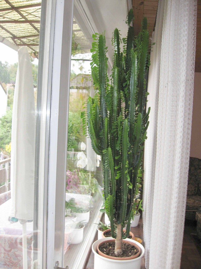 euphorbia-.jpg