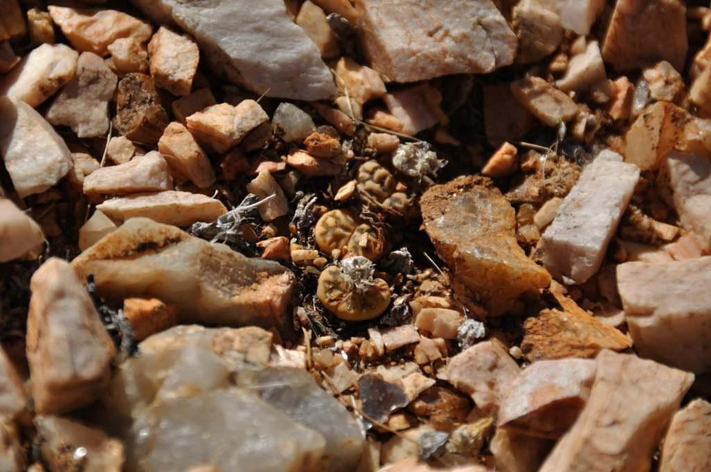 Lithops_karasmontana_var_bella.JPG