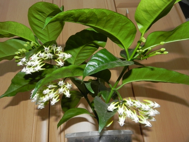 Hoya multiflora.JPG