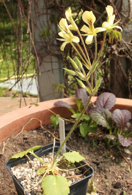 Pelargonium oblongatum 12.04.14.jpg