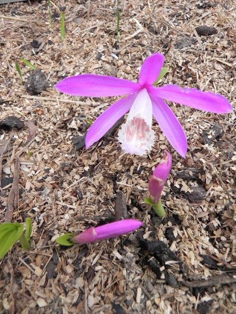 Pleione limprichtii.JPG