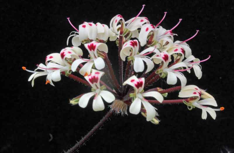 Pelargonium_vinaceum.jpg