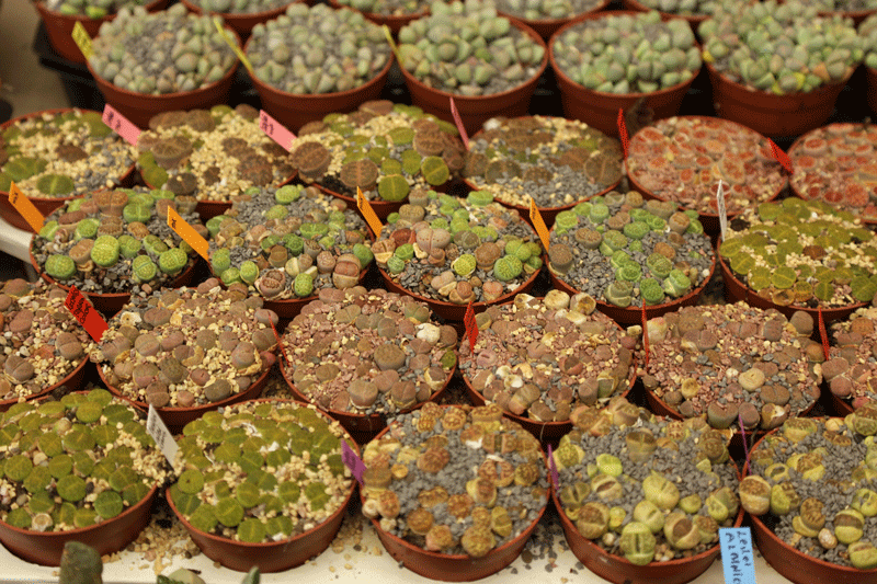 Lithops_2_2014.gif