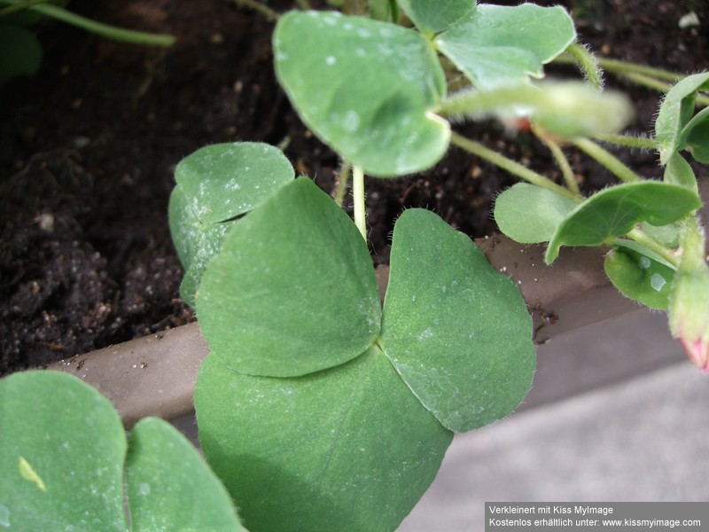 Oxalis depressa Laub_klein.jpg