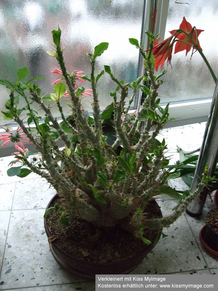 Pachypodium saundersii_klein.jpg