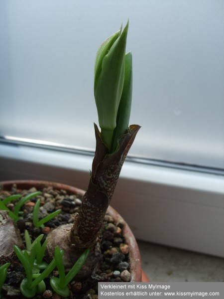 Haemanthus Tochterzwiebel_klein.jpg