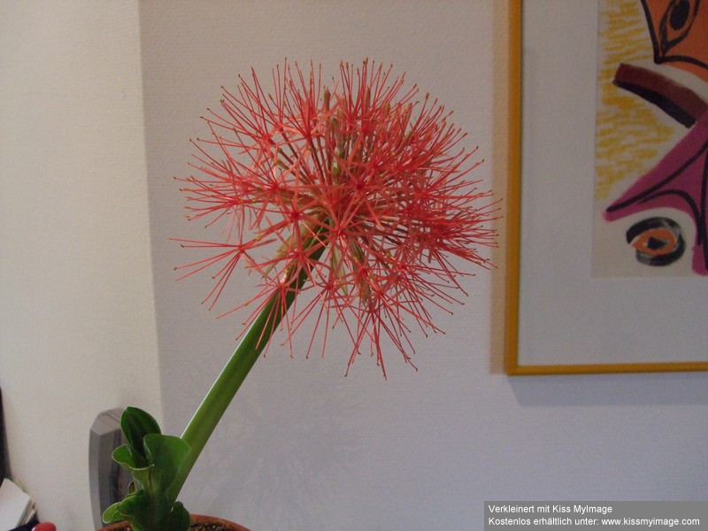 Haemanthus multiflorus Blüte_klein.jpg