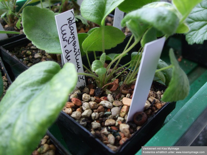 Pelargonium luridum_klein.jpg