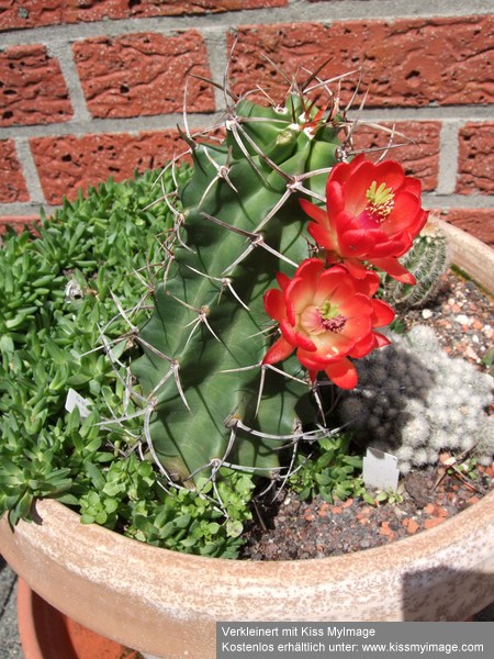 Echinocereus triglochidatus_klein.jpg