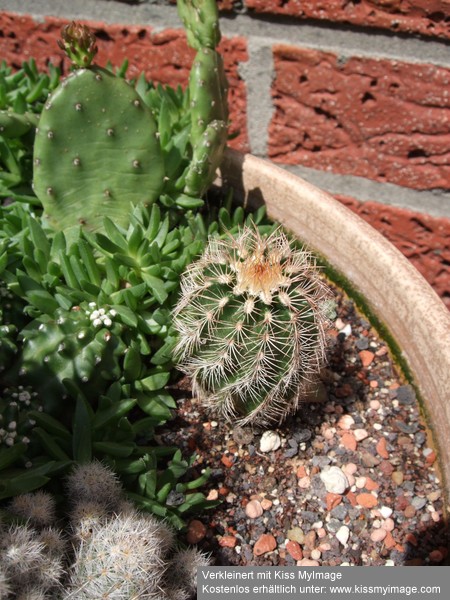 Echinocereus evtl reichenbachii_klein.jpg