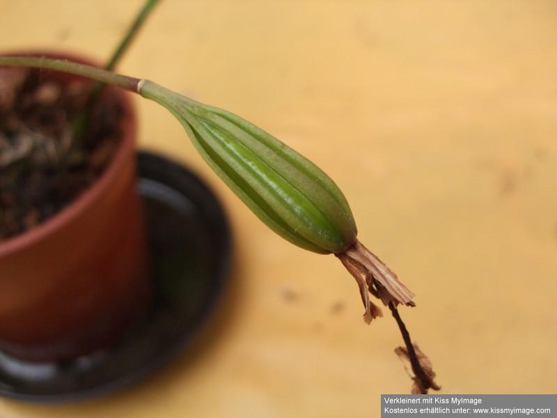 Pleione Samenkapsel_klein.jpg