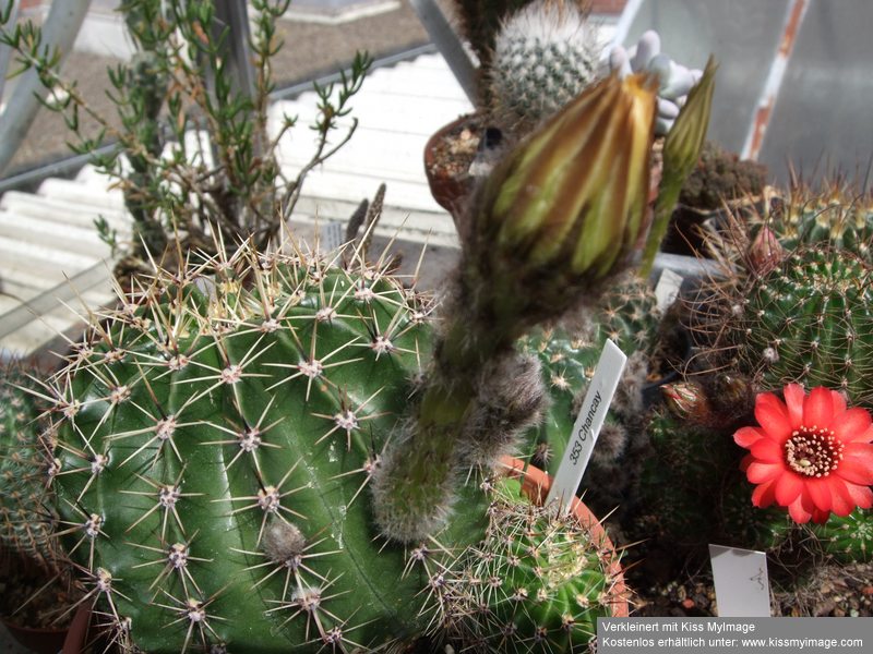 Echinopsis Chancey_klein.jpg