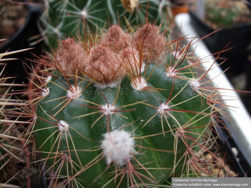 Notocactus ottonis_klein.jpg