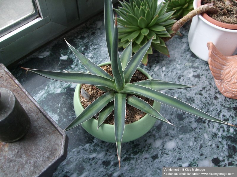 Agave difformis_klein.jpg